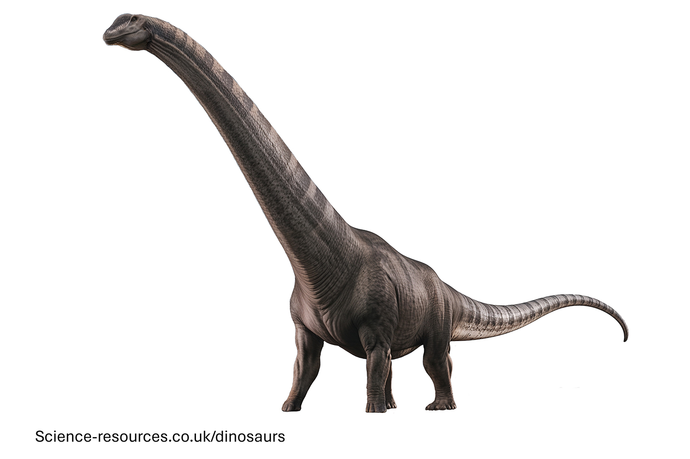 compsognathus image