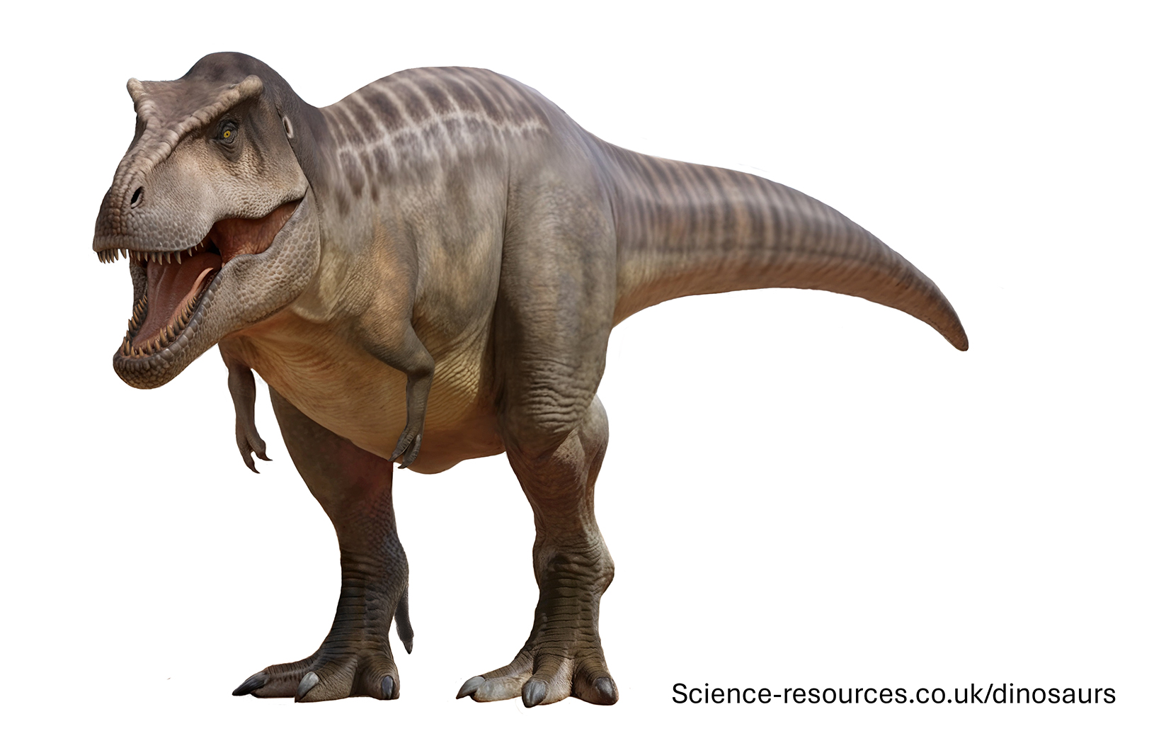 Tyrannosaurus Rex Sue Image of the largest Tyrannosaurus rex ever discovered, nicknamed "Sue".